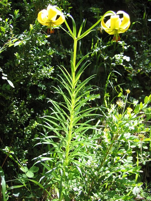 Flor de Lis/Lilium pyrenaicum