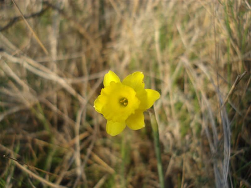 Narciso junquillo/Narcissus assoanus