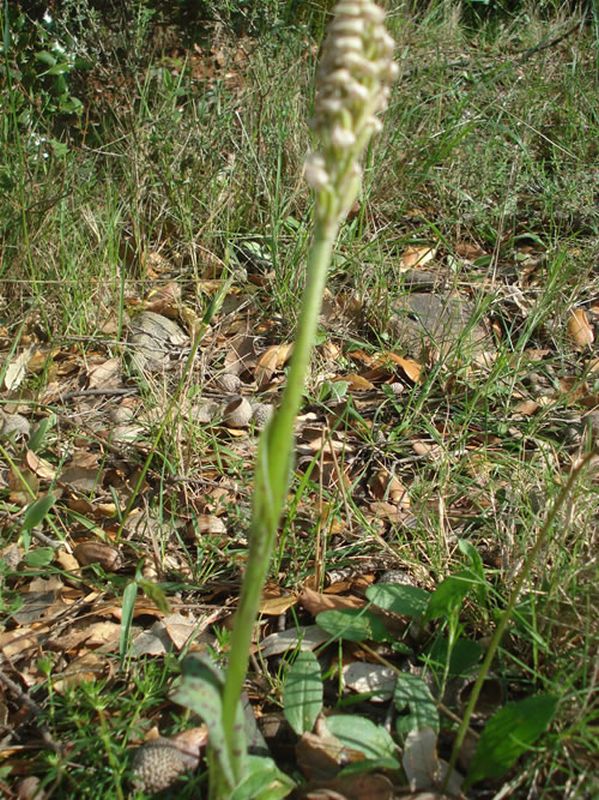 Neotinea maculata/Neotinea maculata