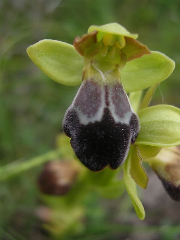 Ophrys dyris/Ophrys dyris