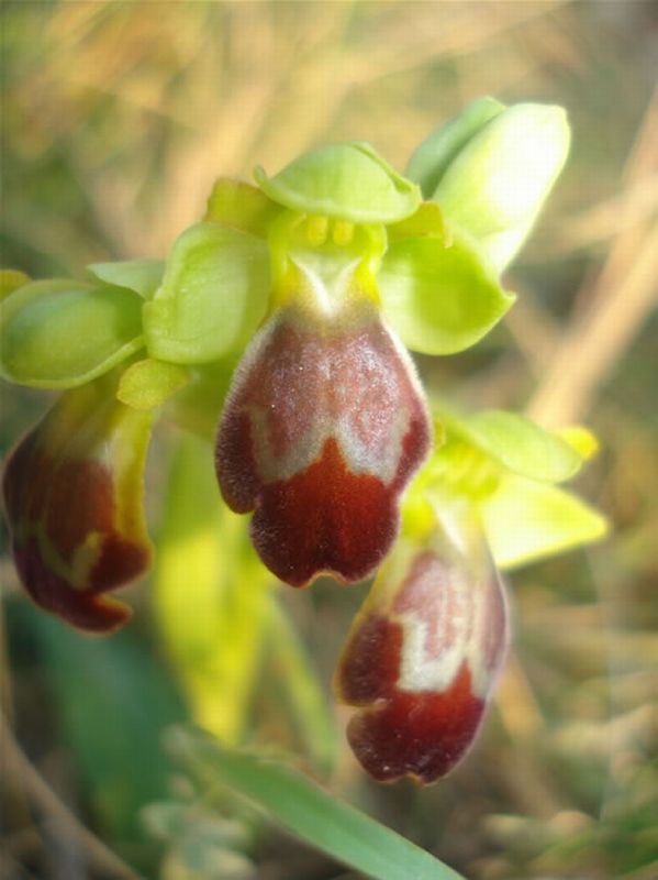 Ophrys fusca/Ophrys fusca