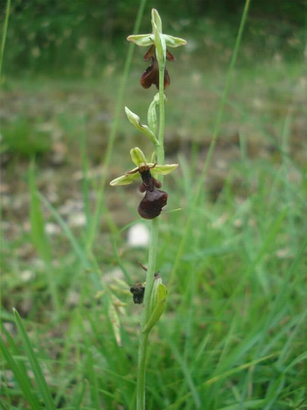 Orquidea mosca/Ophrys insectifera