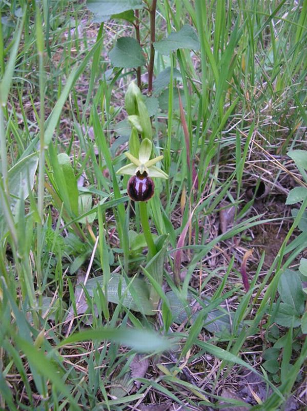 Flor de ara�a/Ophrys sphegodes