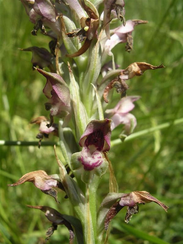 Orchis coriophora/Orchis coriophora