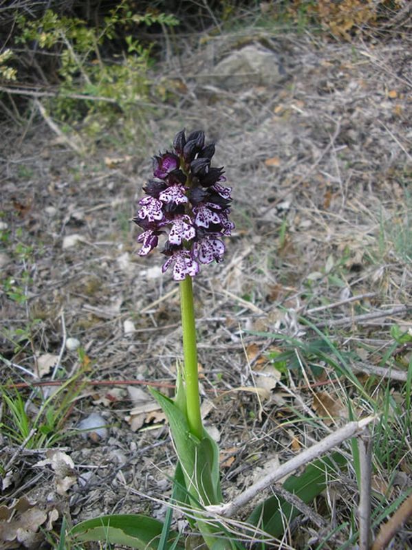 Orquidea dama/Orchis purpurea