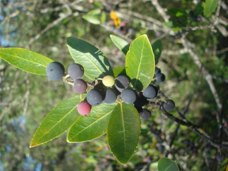 Labiernago/Phillyrea latifolia