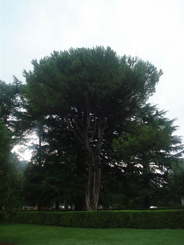 Pino piñonero/Pinus pinea