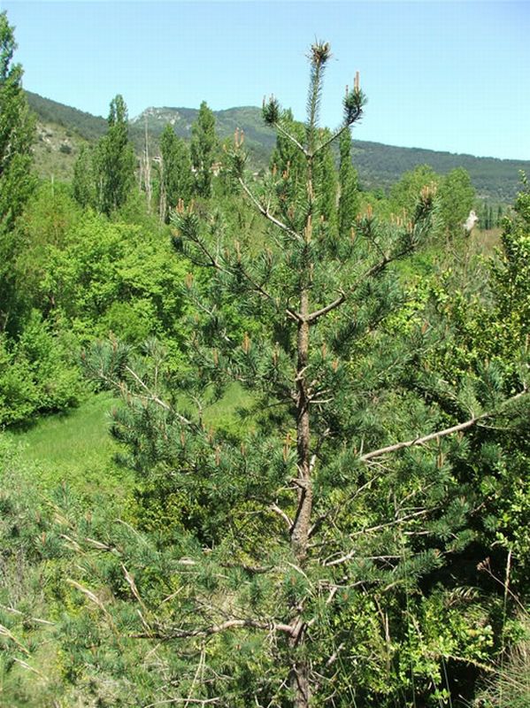 Pino albar, pino royo/Pinus sylvestris
