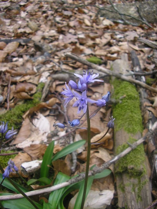 Escila pirenaica/Scilla lilio-hyacinthus