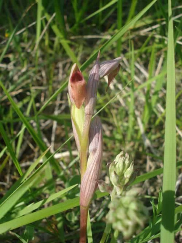 Serapias parviflora/Serapias parviflora