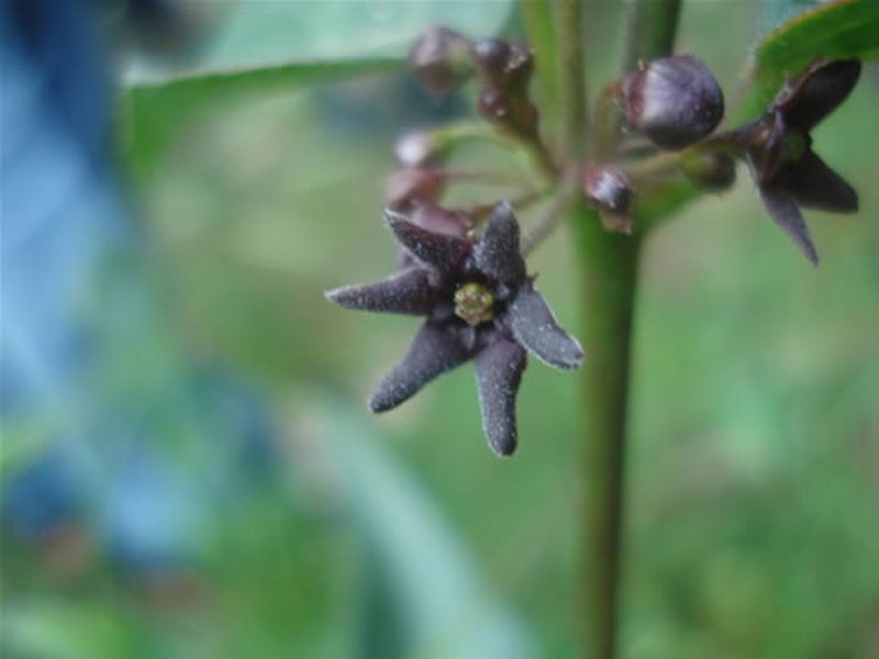 Pimiento silvestre/Vincetoxicum nigrum
