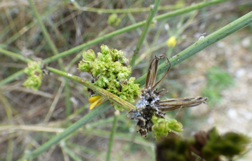 Agalla de Aceria chondrillae (Canestrini 1890) sobre Chondrilla juncea (Rush skeleton weed). 2