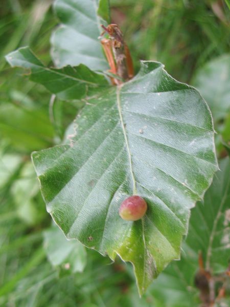 Agallas de Mikiola fagi Mikiola (Hartig 1839) en hojas de Fagus sylvatica o Haya 3