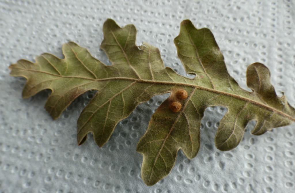 Lentejuela común por Neuroterus quercusbaccarum L. en hoja de Quercus pyrenaica.