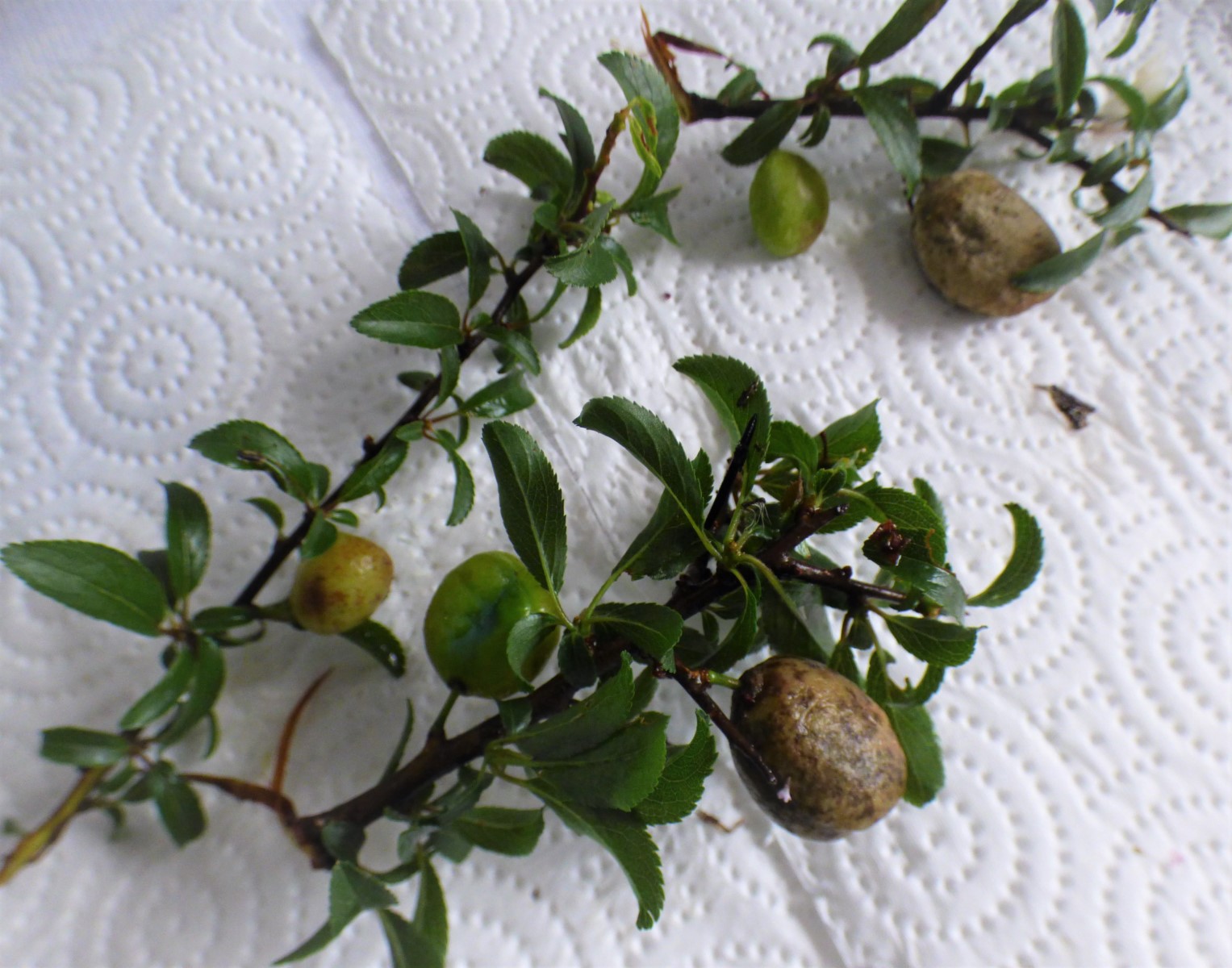 Agallas de Taphrina pruni (Tul. 1866) en Prunus spinosa. 3