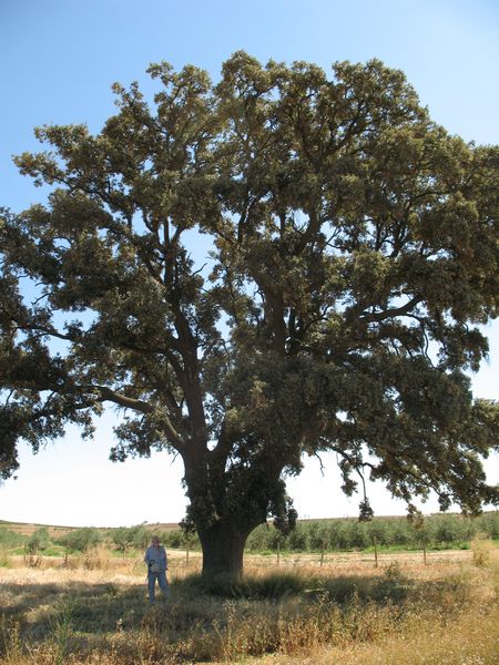 MN nº 4. Quercus ilex L. subsp. ilex x Quercus ilex subsp. ballota (Samp.), Encina.