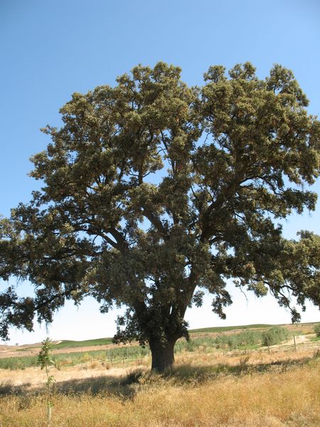 MN nº 4. Quercus ilex L. subsp. ilex x Quercus ilex subsp. ballota (Samp.), Encina. 4