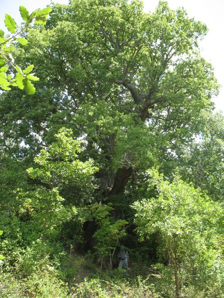 MN nº 6. Quercus faginea Lam., Quejigo de Rala. 4