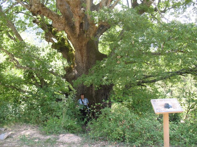 MN nº 6. Quercus faginea Lam., Quejigo de Rala. 6