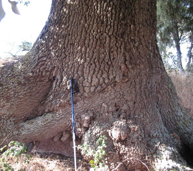MN nº 7. Quercus faginea Lam., Quejigos de Learza - Etayo 3