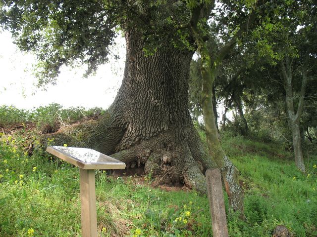 MN nº 7. Quercus faginea Lam., Quejigos de Learza - Etayo 6
