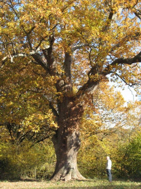 MN nº 10. Quercus robur L., Roble pedunculado. 2