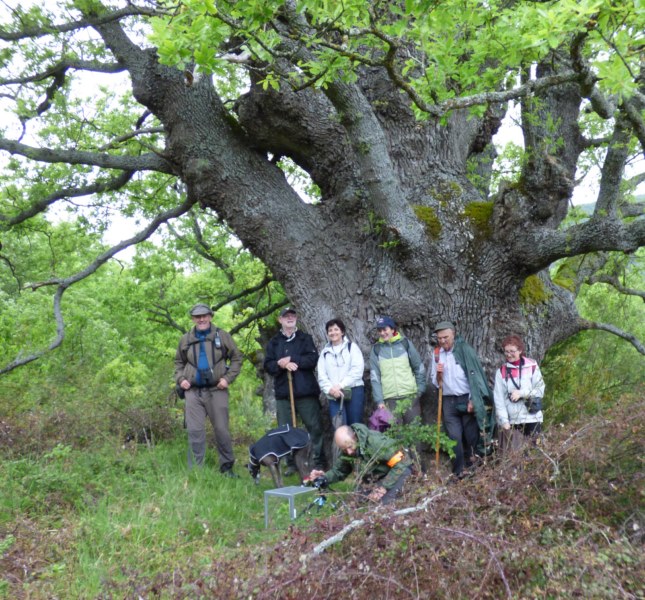 MN nº 35. Quercus humilis. Roble de San Francisco Javier. LIZARRAGA