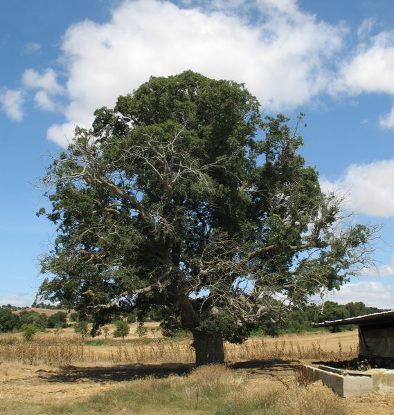 MN nº 41. Quercus faginea Lam., Quejigo, Rebollo, Roble carrasqueño, Carvallo, Carballo.