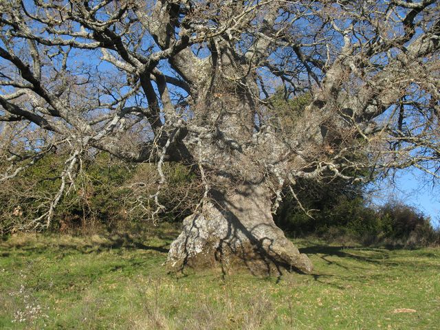 MN nº 42. Quercus pubescens Wild. = Quercus humilis Mill. Roble de Etxagüe 6