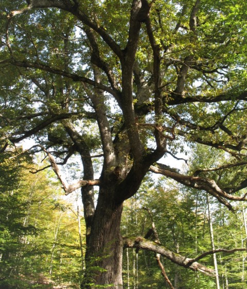 MN nº 47. Quercus petraea (Matt.) Liebl., Roble de Etxarri Aranatz. 4