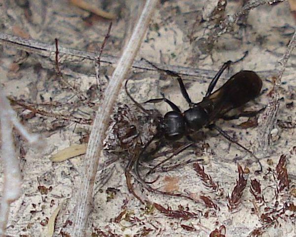 Auplopus carbonarius -hembra con araña apresada- 2