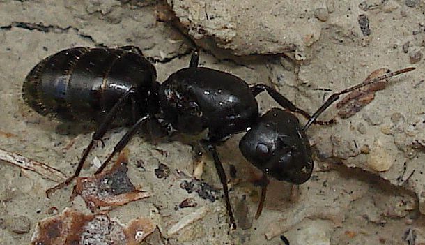 Camponotus cf. vagus -reina-