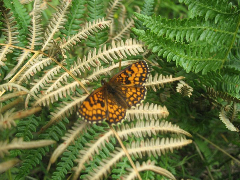 Melitaea celadussa, Rottemburg 1775, Doncella punteada, Doncella de los brezos,