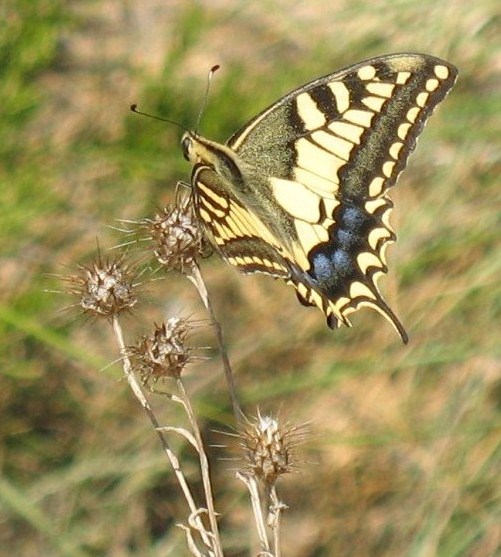 Papilio machaon Linnaeus 1758, Macaón 2