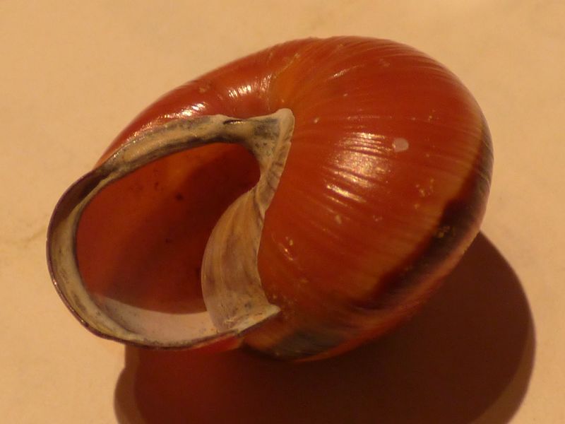 Cepaea Nemoralis (Linnaeus 1758), caracol moro. Navarrico.