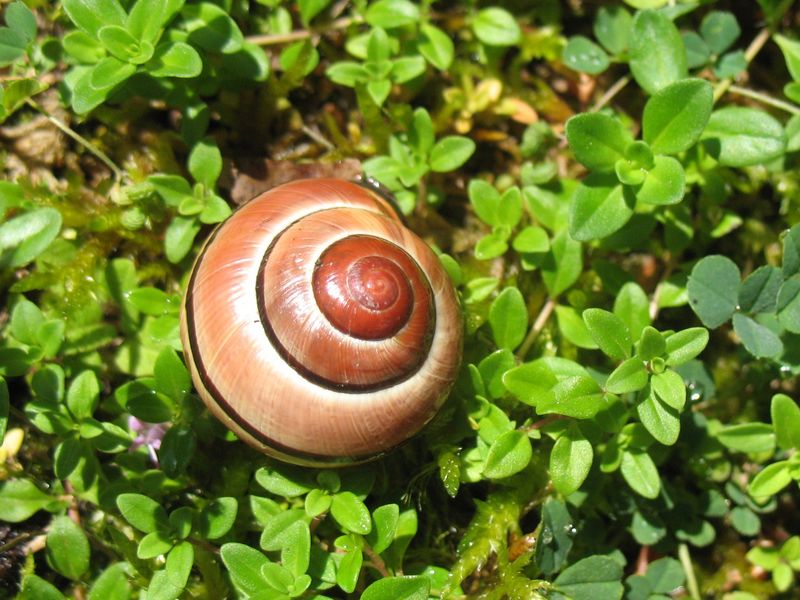 Cepaea Nemoralis (Linnaeus 1758), caracol moro.Navarrico.