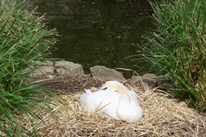 Cygnus olor (Gmelin 1789), Cisne blanco, Cisne mudo. En su nido.