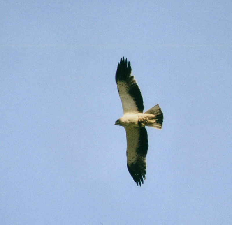 Águila calzada/Hieraaetus pennatus
