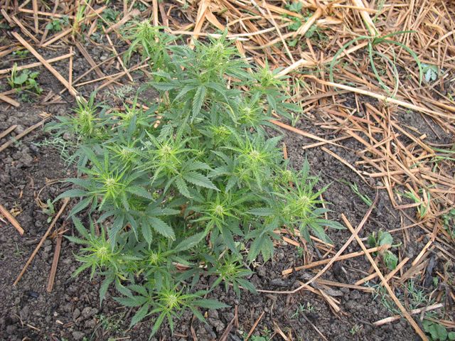 Cannabis sativa L. subsp. ruderalis Janisch., Cáñamo, Marihuana 3