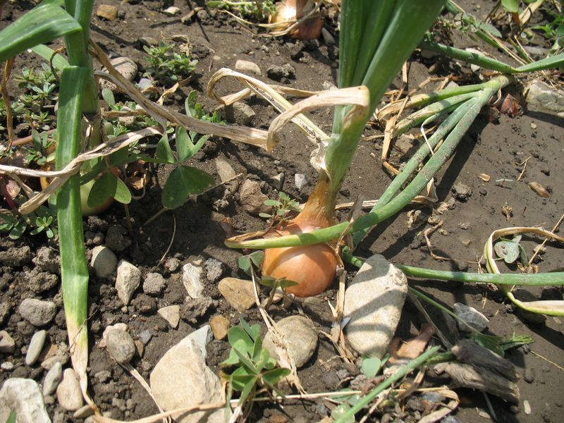 Allium cepa L., Cebolla 3