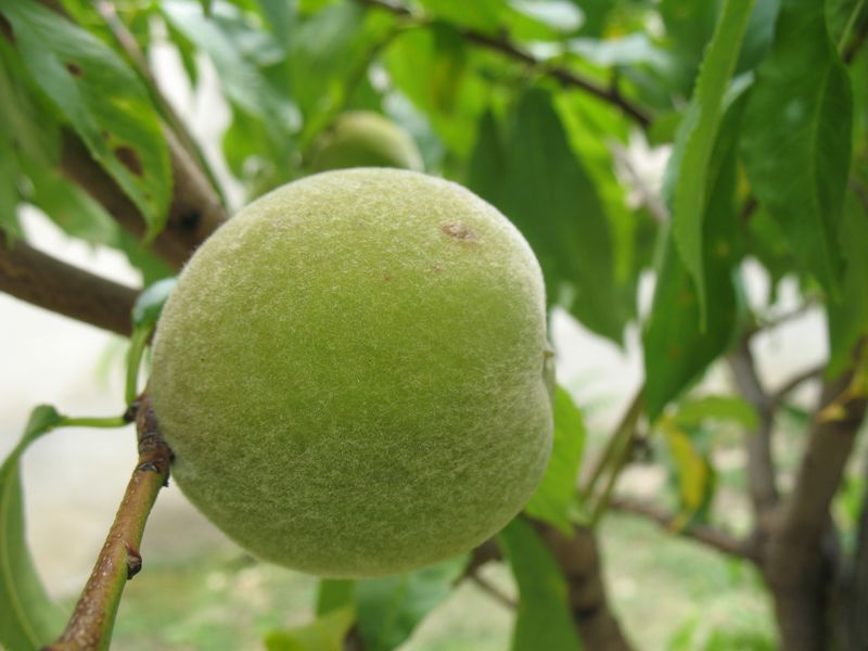Prunus persica (L .) Batsch., Melocotonero, Melocotón, Durazno.