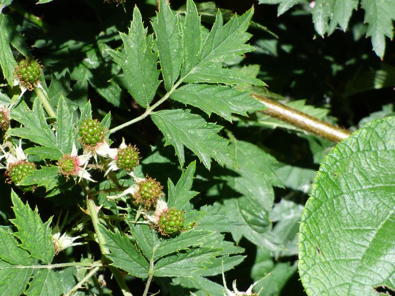 Rubus laciniatus Willd., Zarza de hojas laciniadas. 3