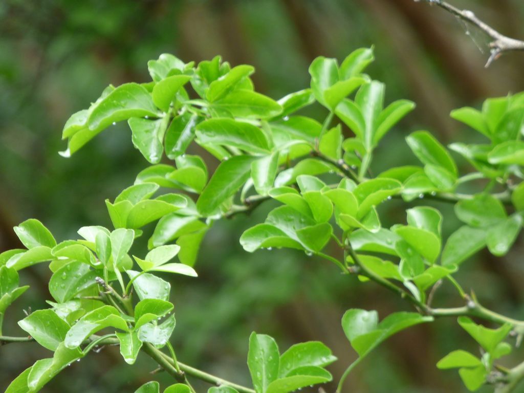 Poncirus trifoliata (L.) Raf., Citrus trifoliata L., Naranjo espinoso o trifoliado. 3