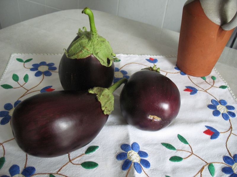 Solanum melongena L., Berenjena 6