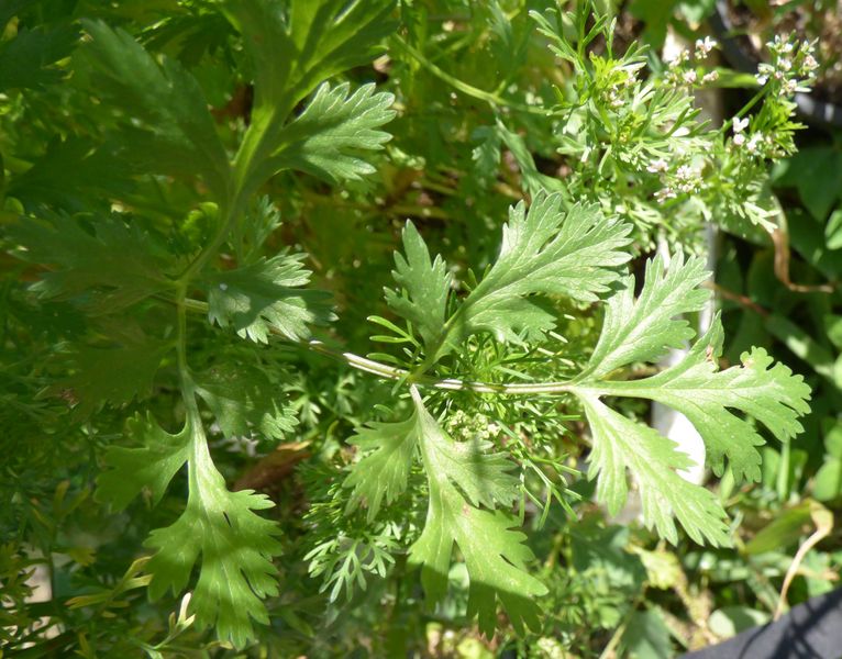 Coriandrum sativum L., Cilantro, Culantro europeo, Perejil chino. 2