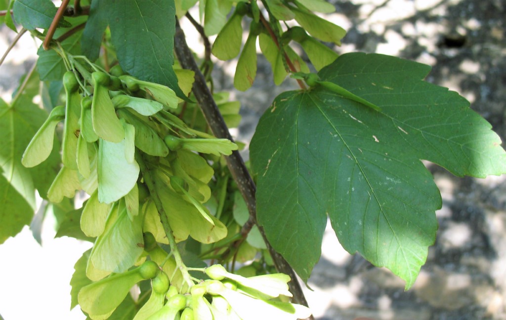 Acer pseudoplatanus L. Sicomoro, Falso plátano. Ostartx. 2