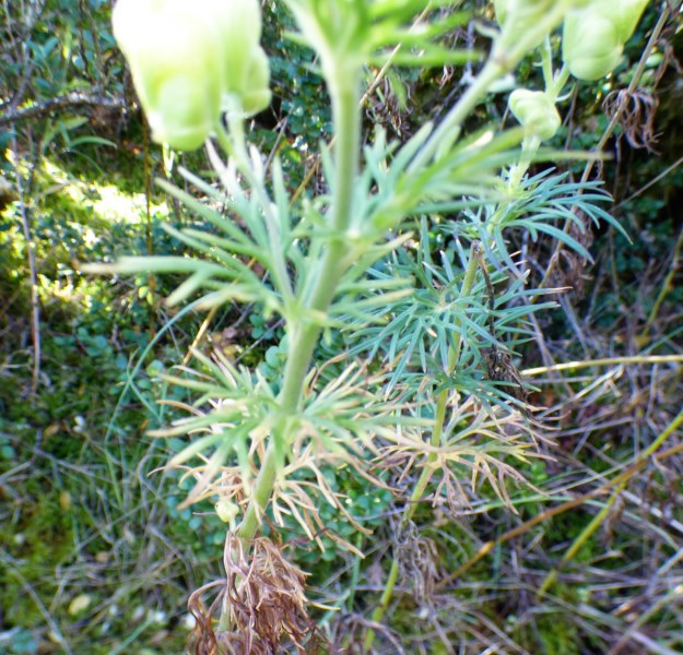 Aconitum anthora L., Aconito de los Alpes. 3