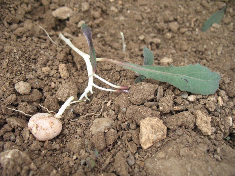 Aetheorhiza bulbosa (L.) Cass. subsp. bulbosa, Patatilla, Castañuela 2