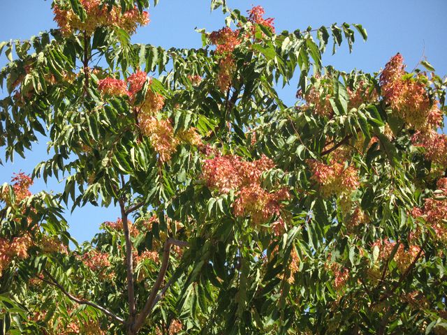 Ailanthus altissima (Mill.) Swingle, Ailanto, árbol del cielo 2