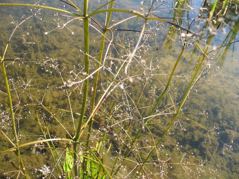 Alisma lanceolatum With., Llantén de agua.